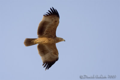 Eastern Imperial Eagle (Aquila heliaca)