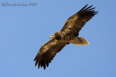 Egyptian Vulture (Neophron percnopterus)