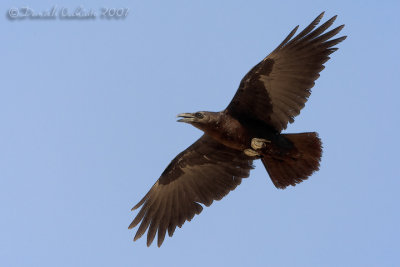 Brown-necked Raven (Corvus ruficollis)