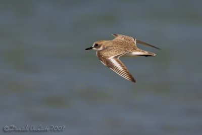 Greater Sand Plover (Charadrius leschenaultii)