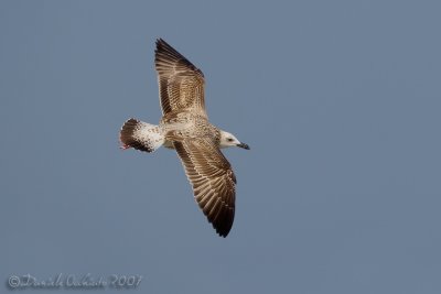 Caspian Gull (Larus cachinnans)