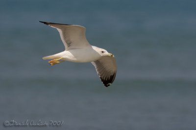 Steppe Gull (Larus cachinnans ssp barabensis)