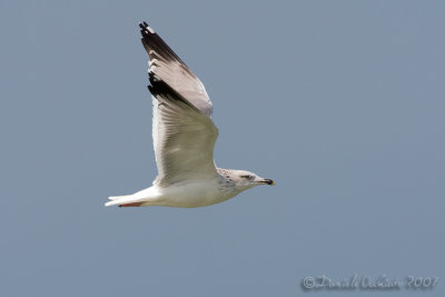 Steppe Gull (Larus cachinnans ssp barabensis)