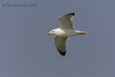 Steppe Gull (Larus cachinnans ssp barabensis)