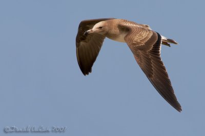 Sooty Gull (Larus hemprichii)