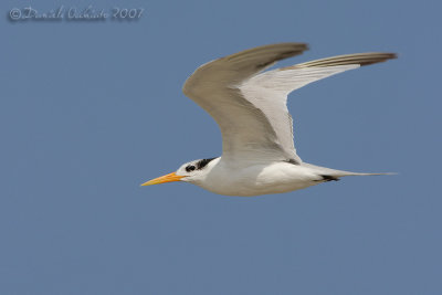 Lesser crested Tern (Sterna bengalensis)