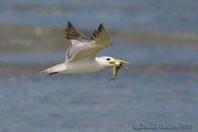 Swift Tern (Sterna bergii)