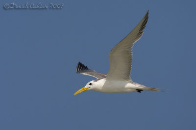 Swift Tern (Sterna bergii)