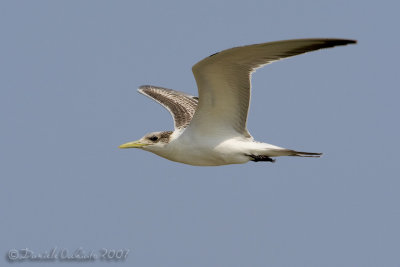 Swift Tern (Sterna bergii)