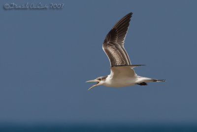 Swift Tern (Sterna bergii)