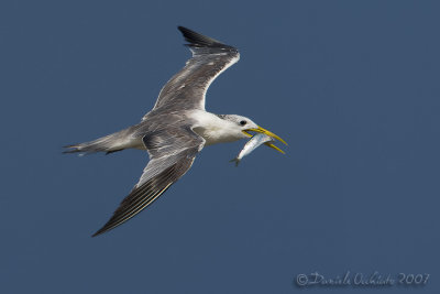 Swift Tern (Sterna bergii)