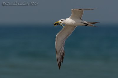 Swift Tern (Sterna bergii)