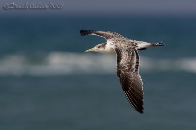 Swift Tern (Sterna bergii)