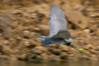 Western Reef Heron (Egretta gularis ssp schistacea)