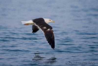 Baltic Gull (Zafferano del Baltico)
