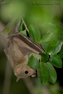 Egyptian Rousette (Rousettus aegyptiacus)