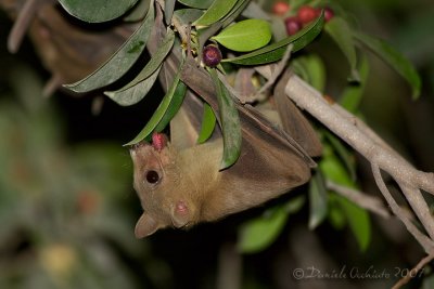 Egyptian Rousette (Rousettus aegyptiacus)