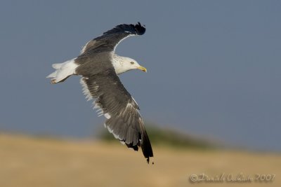 Heuglin's Gull (Larus heuglinii)