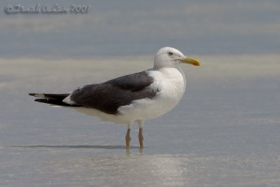 Heuglin's Gull (Larus heuglinii)