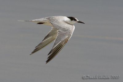 White-cheeked Tern (Sterna repressa)