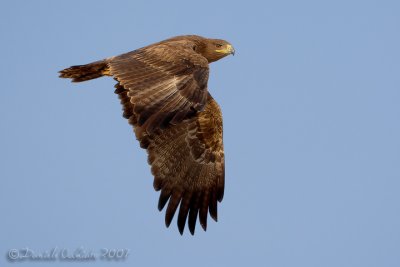 Steppe Eagle (Aquila nipalensis)