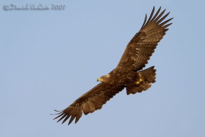 Steppe Eagle (Aquila nipalensis)