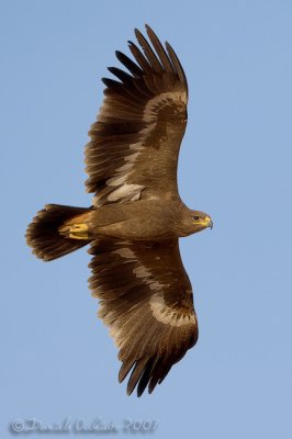Steppe Eagle (Aquila nipalensis)