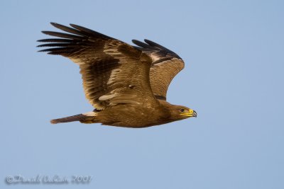 Steppe Eagle (Aquila nipalensis)