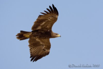 Steppe Eagle (Aquila nipalensis)