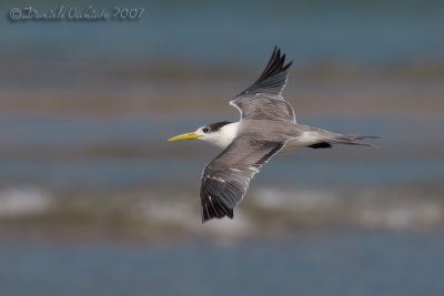 Swift Tern (Sterna bergii)