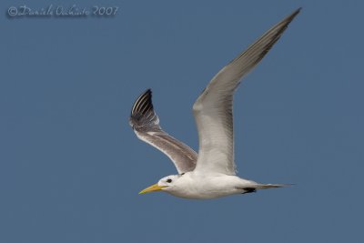 Swift Tern (Sterna bergii)