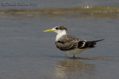 Swift Tern (Sterna bergii)