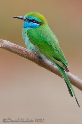 Arabian Green Bee-eater (Merops cyanophrys)