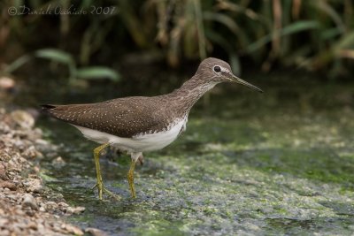 Green Sandpiper (Tringa ochropus)