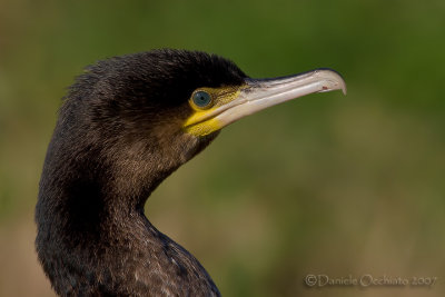 Great Cormorant (Phalacrocorax carbo sinensis)