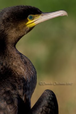 Great Cormorant (Phalacrocorax carbo sinensis)