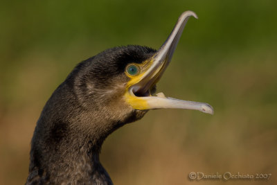 Great Cormorant (Phalacrocorax carbo sinensis)