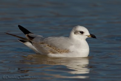 Mediterranean Gull (Ichthyaetus melanocephalus)