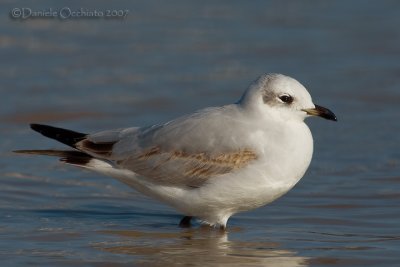 Mediterranean Gull (Ichthyaetus melanocephalus)