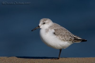 Sanderling (Calidris alba)