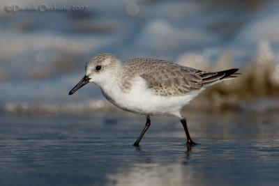 Sanderling (Calidris alba)