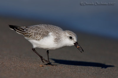 Sanderling (Calidris alba)