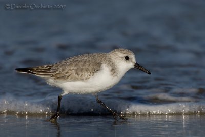 Sanderling (Calidris alba)