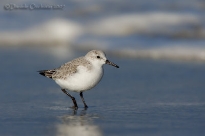 Sanderling (Calidris alba)