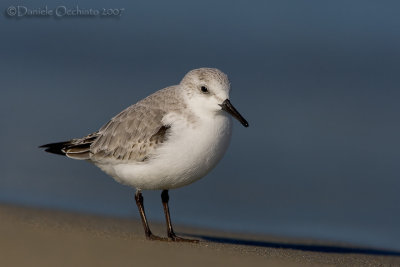 Sanderling (Calidris alba)