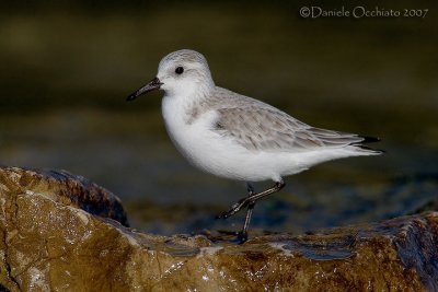 Sanderling (Calidris alba)