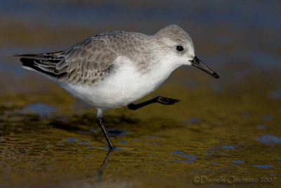 Sanderling (Calidris alba)