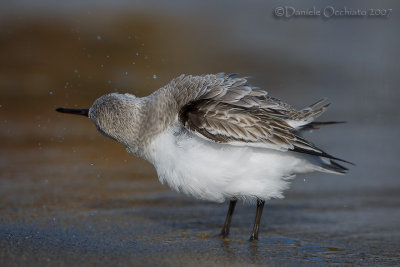 Sanderling (Calidris alba)