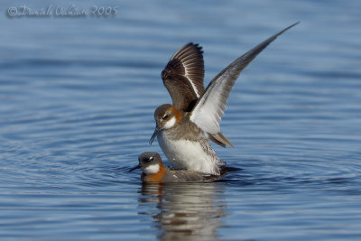 Red-necked Phalarope (Phalaropus lobatus)