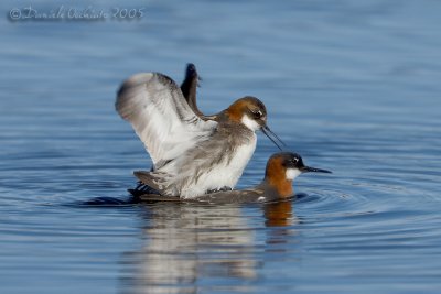 Red-necked Phalarope (Phalaropus lobatus)